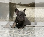 Puppy 3 French Bulldog