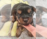 Small Photo #211 Yorkshire Terrier Puppy For Sale in AKRON, OH, USA