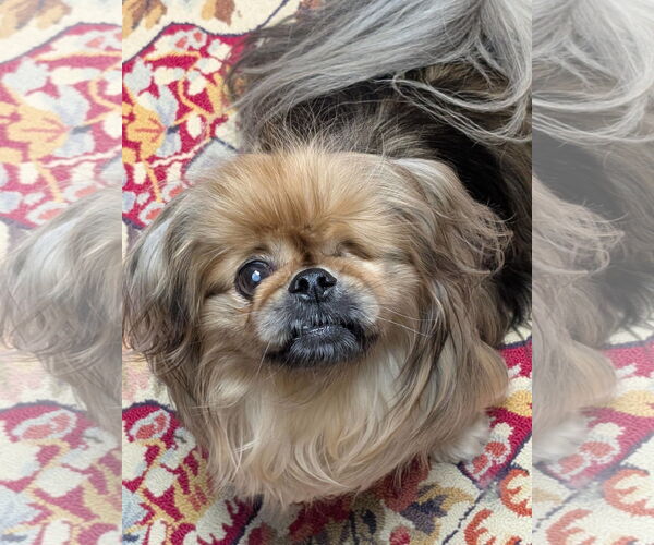 Medium Photo #2 Pekingese Puppy For Sale in Greensboro, NC, USA