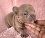 Small #2 French Bulldog