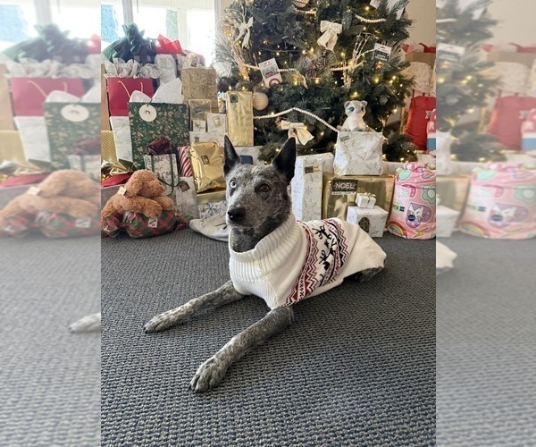 Medium Photo #1 Texas Heeler Puppy For Sale in SIMI VALLEY, CA, USA