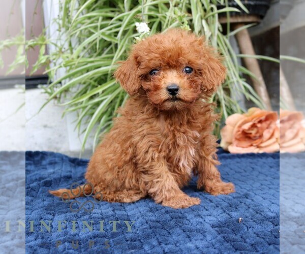 Medium Photo #1 Cavapoo (Miniature) Puppy For Sale in NARVON, PA, USA