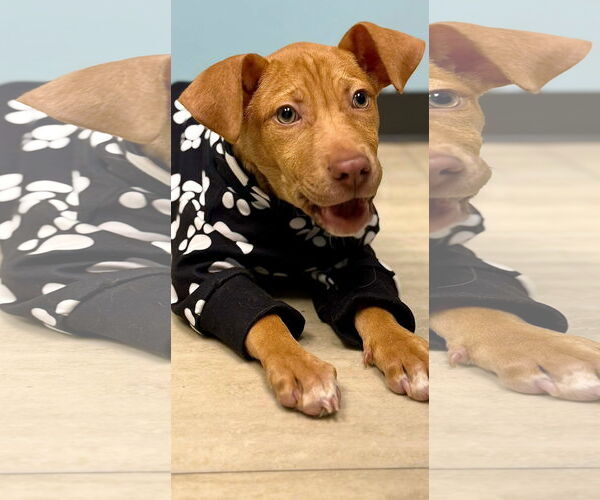 Medium Photo #3 American Pit Bull Terrier-Unknown Mix Puppy For Sale in Germantown, OH, USA