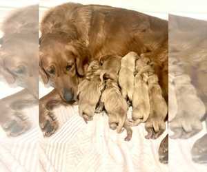 Golden Retriever Puppy for sale in VALLEJO, CA, USA