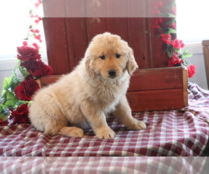 Golden Retriever Puppy for sale in SHILOH, OH, USA