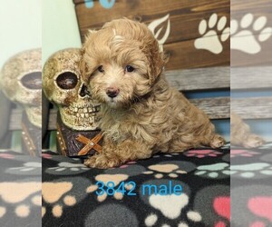 Maltipoo Puppy for sale in CLARE, IL, USA