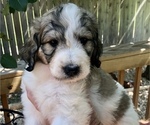 Small Photo #3 Pyredoodle Puppy For Sale in GEORGETOWN, TX, USA