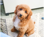 Small Photo #14 Poodle (Toy) Puppy For Sale in SYRACUSE, IN, USA