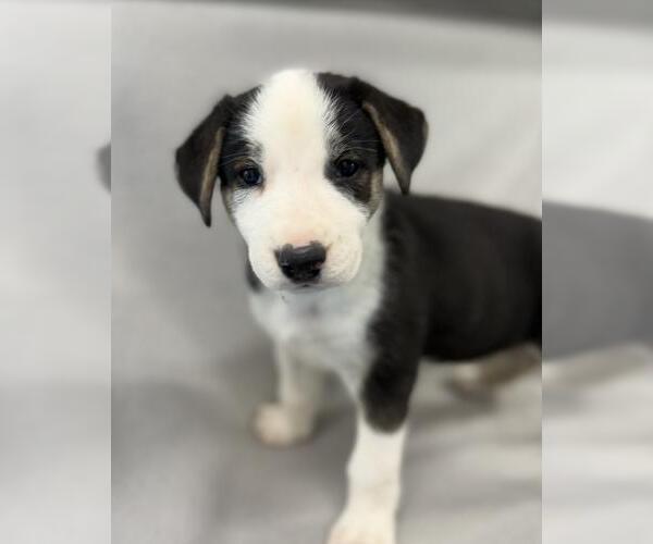 Medium Photo #1 Mutt Puppy For Sale in Thief River Falls, MN, USA