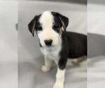 Small Mutt