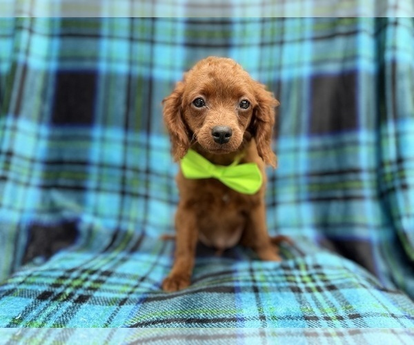 Medium Photo #1 Cavapoo (Miniature) Puppy For Sale in LAKELAND, FL, USA