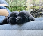 Small #4 Labrador Retriever