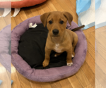 Small #2 Labrador Retriever Mix
