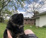 Small Photo #3 German Shepherd Dog Puppy For Sale in ALBANY, MO, USA