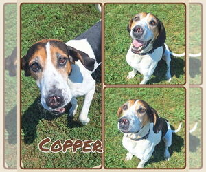 Coonhound Dogs for adoption in Pierceton , IN, USA