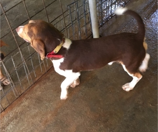 Medium Photo #1 Beagle Puppy For Sale in hazlehurst, GA, USA