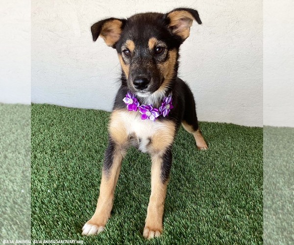 Medium Photo #3 Australian Shepherd-Unknown Mix Puppy For Sale in San Diego, CA, USA