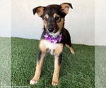 Small #2 Australian Shepherd Mix