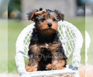 Medium Yorkshire Terrier