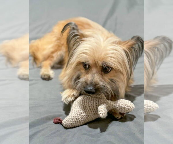 Medium Photo #4 Skye Terrier-Unknown Mix Puppy For Sale in Corona, CA, USA