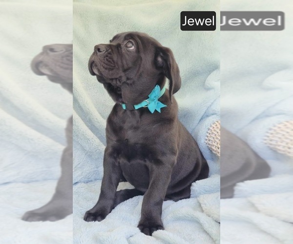 Medium Photo #2 Cane Corso Puppy For Sale in MINERAL WELLS, WV, USA