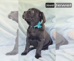 Small #1 Cane Corso