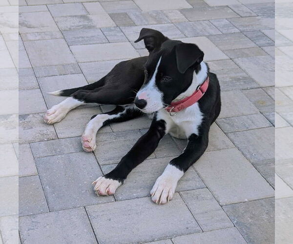 Medium Photo #4 Labrador Retriever-Unknown Mix Puppy For Sale in Sheboygan, WI, USA