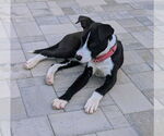 Small #3 Labrador Retriever Mix