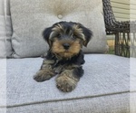 Small #29 Yorkshire Terrier