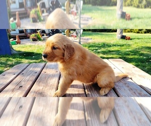 Golden Retriever Puppy for sale in LEON, KS, USA