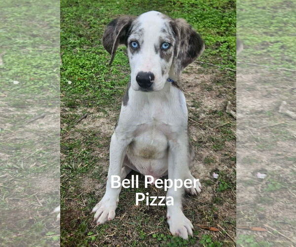 Medium Photo #1 Australian Shepherd-Unknown Mix Puppy For Sale in Wakefield, RI, USA