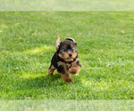 Small #6 Yorkshire Terrier