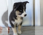 Small Photo #16 Siberian Husky Puppy For Sale in TONOPAH, NV, USA