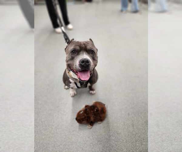 Medium Photo #6 American Pit Bull Terrier-Unknown Mix Puppy For Sale in Princeton, MN, USA