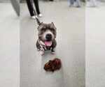 Small #5 American Pit Bull Terrier Mix