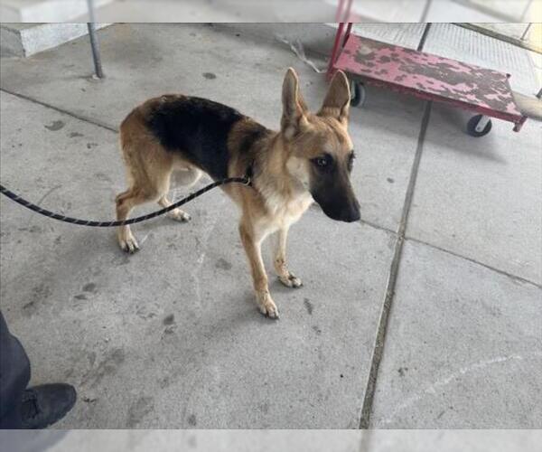 Medium Photo #1 German Shepherd Dog Puppy For Sale in Texas City, TX, USA