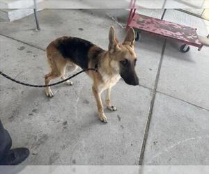 German Shepherd Dog Dogs for adoption in Texas City, TX, USA