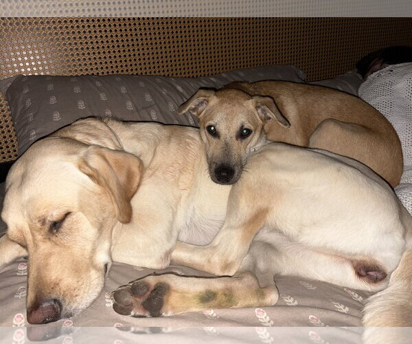 Medium Photo #4 Labrador Retriever-Unknown Mix Puppy For Sale in Virginia Beach, VA, USA