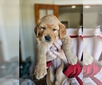 Small Photo #16 Golden Retriever Puppy For Sale in WASECA, MN, USA
