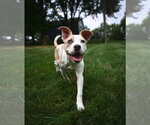 Small #6 American Pit Bull Terrier Mix