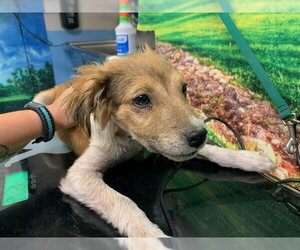 Mutt Dogs for adoption in Moreno Valley, CA, USA