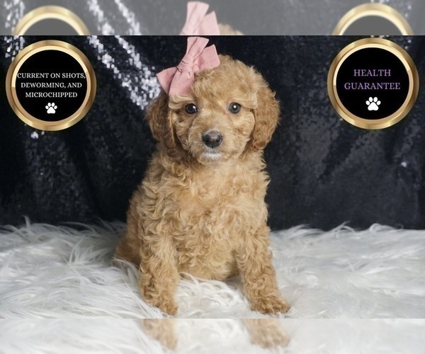 Medium Photo #61 Cavapoo Puppy For Sale in WARSAW, IN, USA