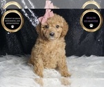 Small Photo #61 Cavapoo Puppy For Sale in WARSAW, IN, USA