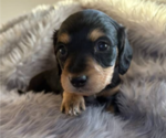 Puppy Bodie Dachshund