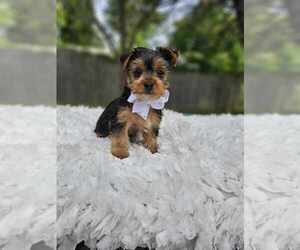 Yorkshire Terrier Puppy for sale in INDIANAPOLIS, IN, USA