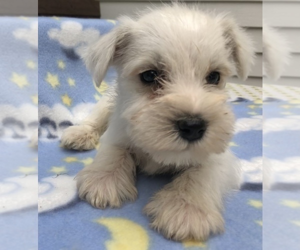 Medium Photo #9 Schnauzer (Miniature) Puppy For Sale in GOSHEN, IN, USA