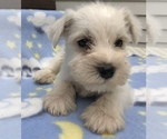 Small Photo #9 Schnauzer (Miniature) Puppy For Sale in GOSHEN, IN, USA