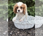 Small Photo #2 Cavalier King Charles Spaniel Puppy For Sale in MIDDLEBURY, IN, USA