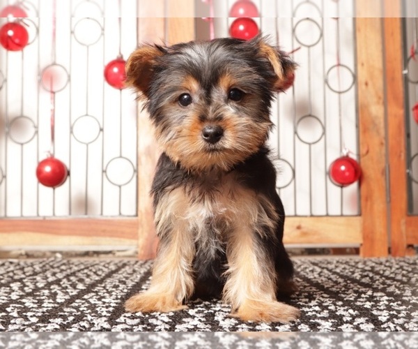 Medium Photo #2 Yorkshire Terrier Puppy For Sale in NAPLES, FL, USA