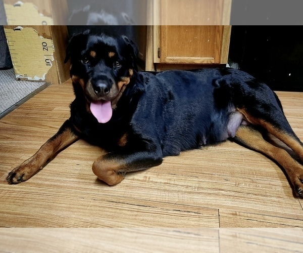 Medium Photo #1 Rottweiler Puppy For Sale in WINDSOR, ME, USA